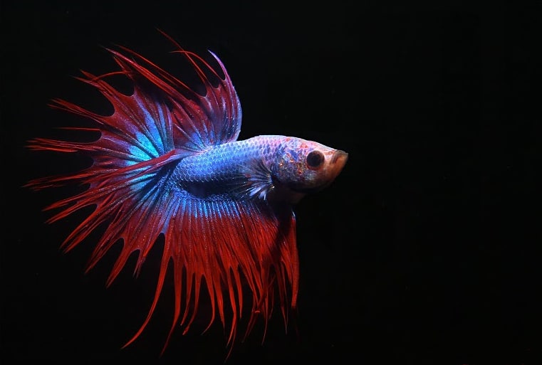 Betta