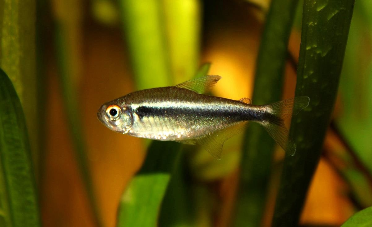 Black Neon Tetra