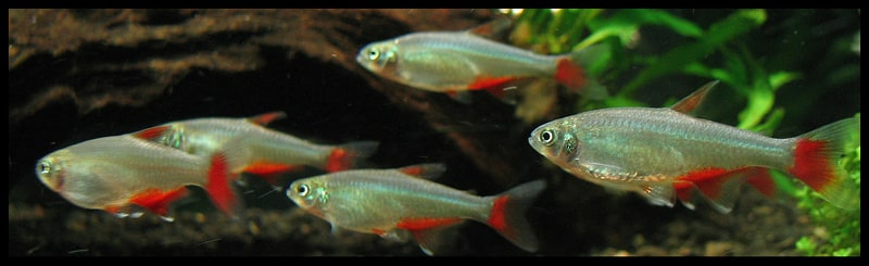 Bloodfin tetra