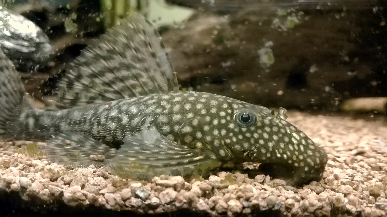 Bristlenose Pleco