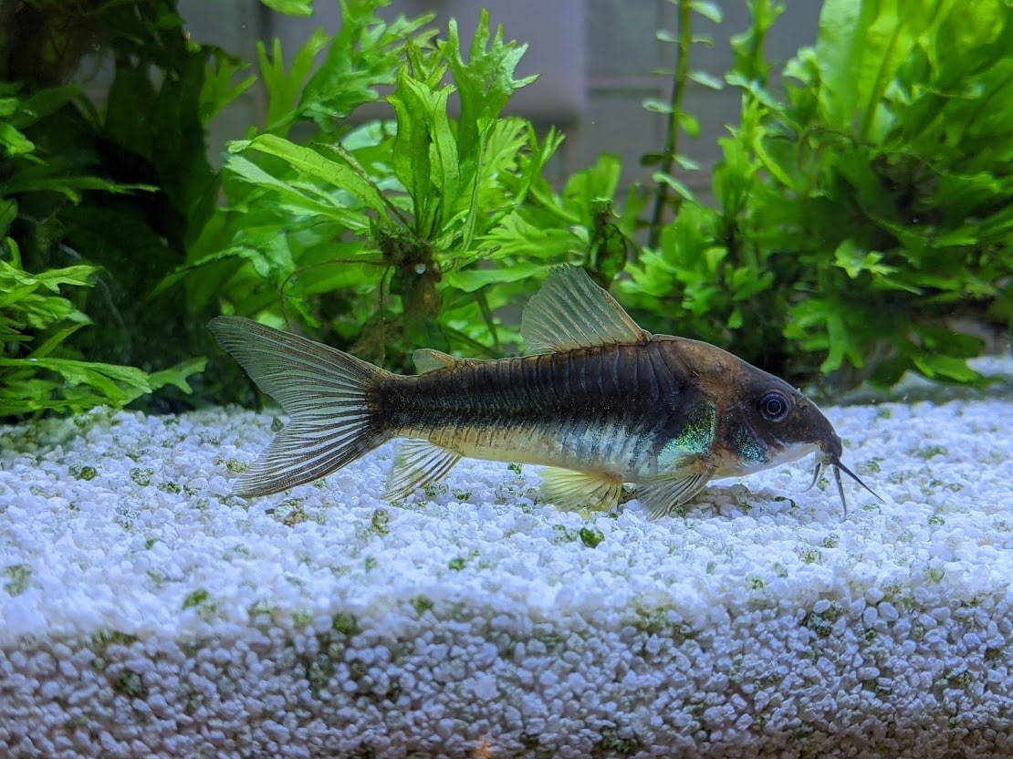 Bronze corydoras