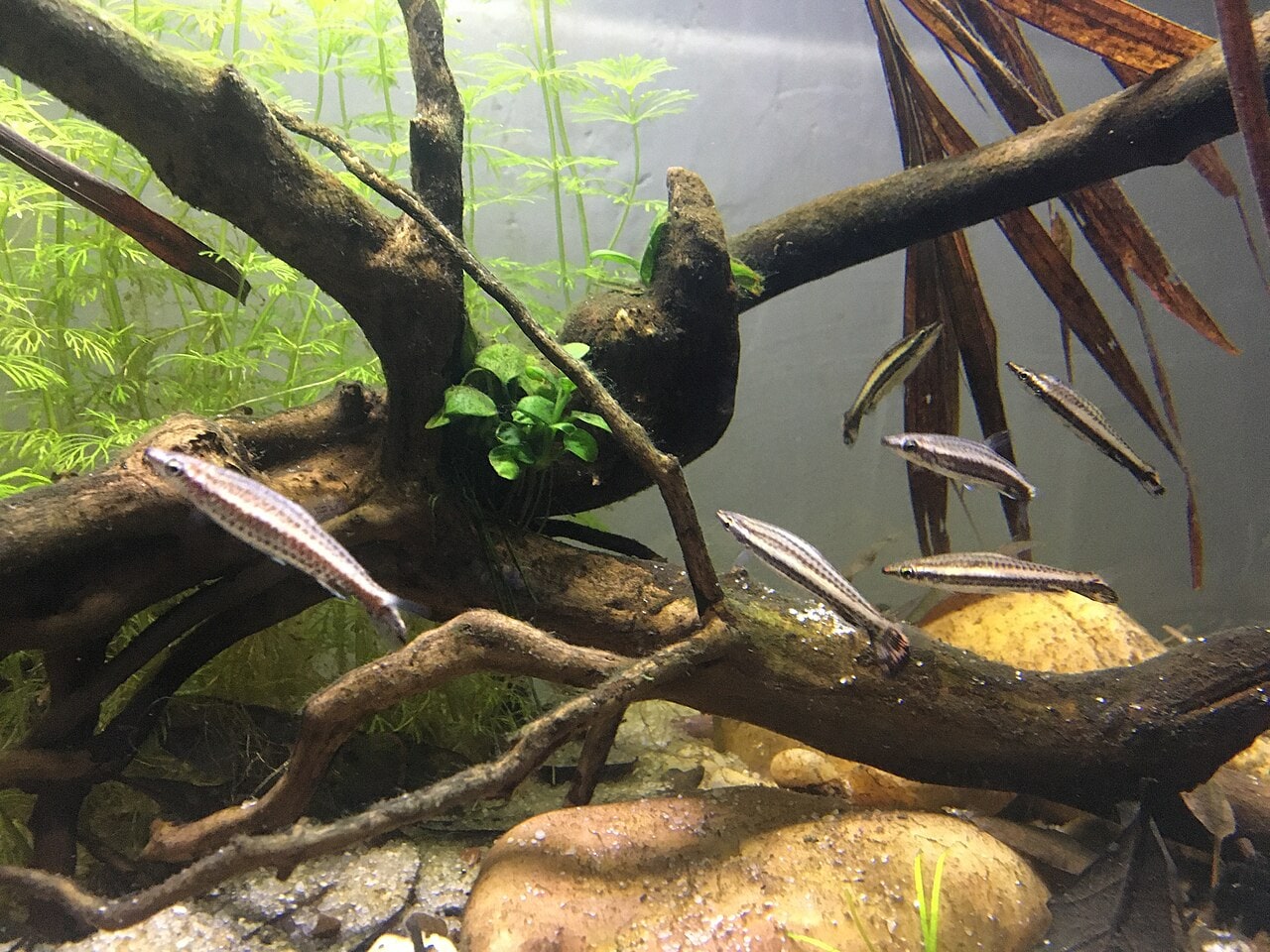 Brown / hockey-stick pencilfish