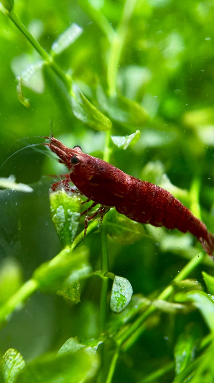 Cherry Shrimp