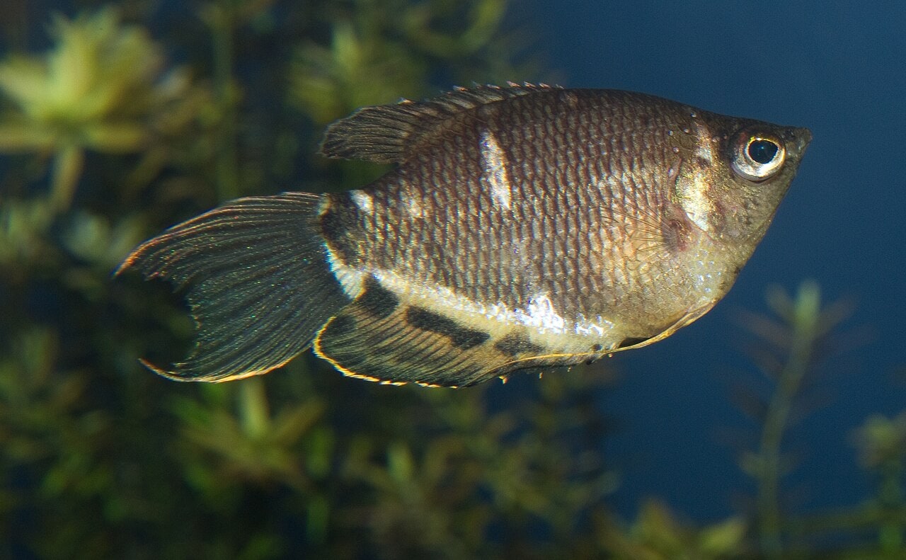 Chocolate gourami