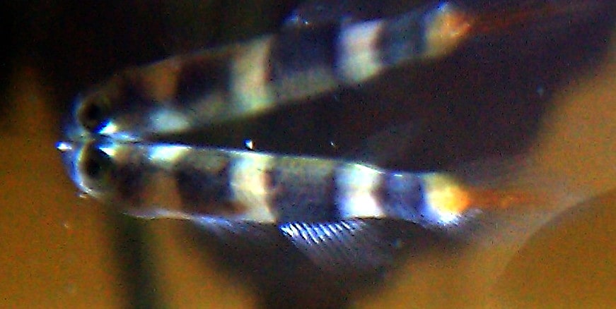 Clown Killifish
