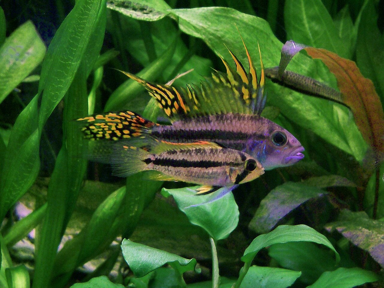 Cockatoo / crested Apistogramma