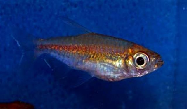 Congo Tetra