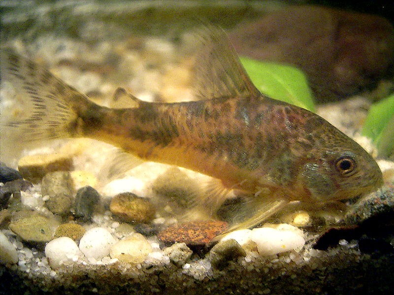 Corydoras Catfish