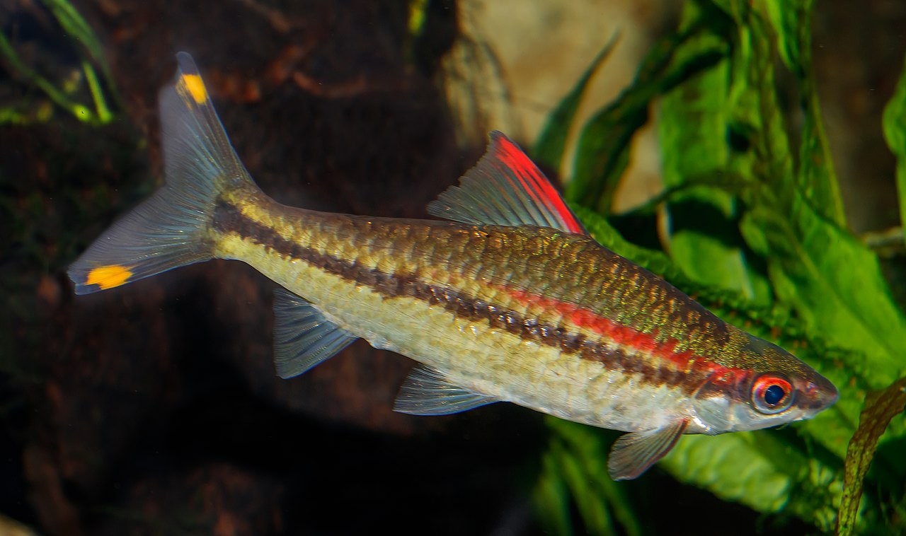 Denisons Barb