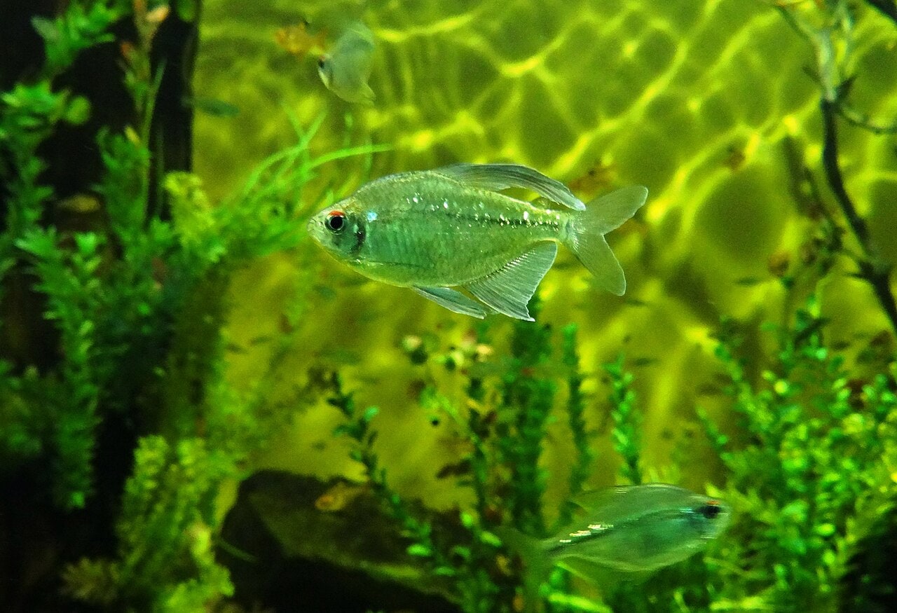 Diamond Tetra