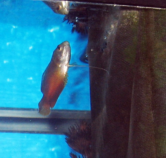 Dwarf Gourami