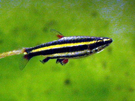 Dwarf pencilfish