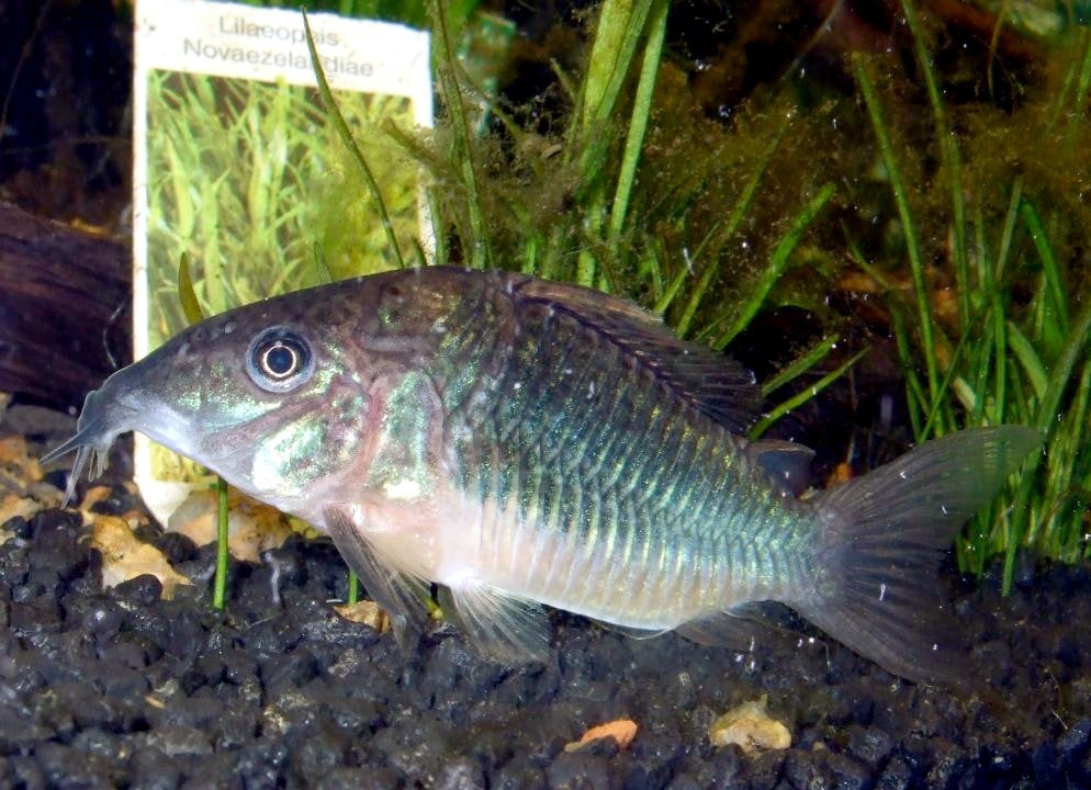 Emerald catfish (Brochis)