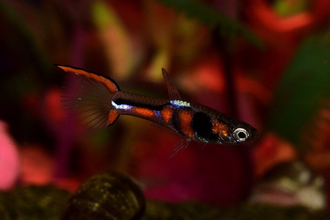 Endler's Livebearer