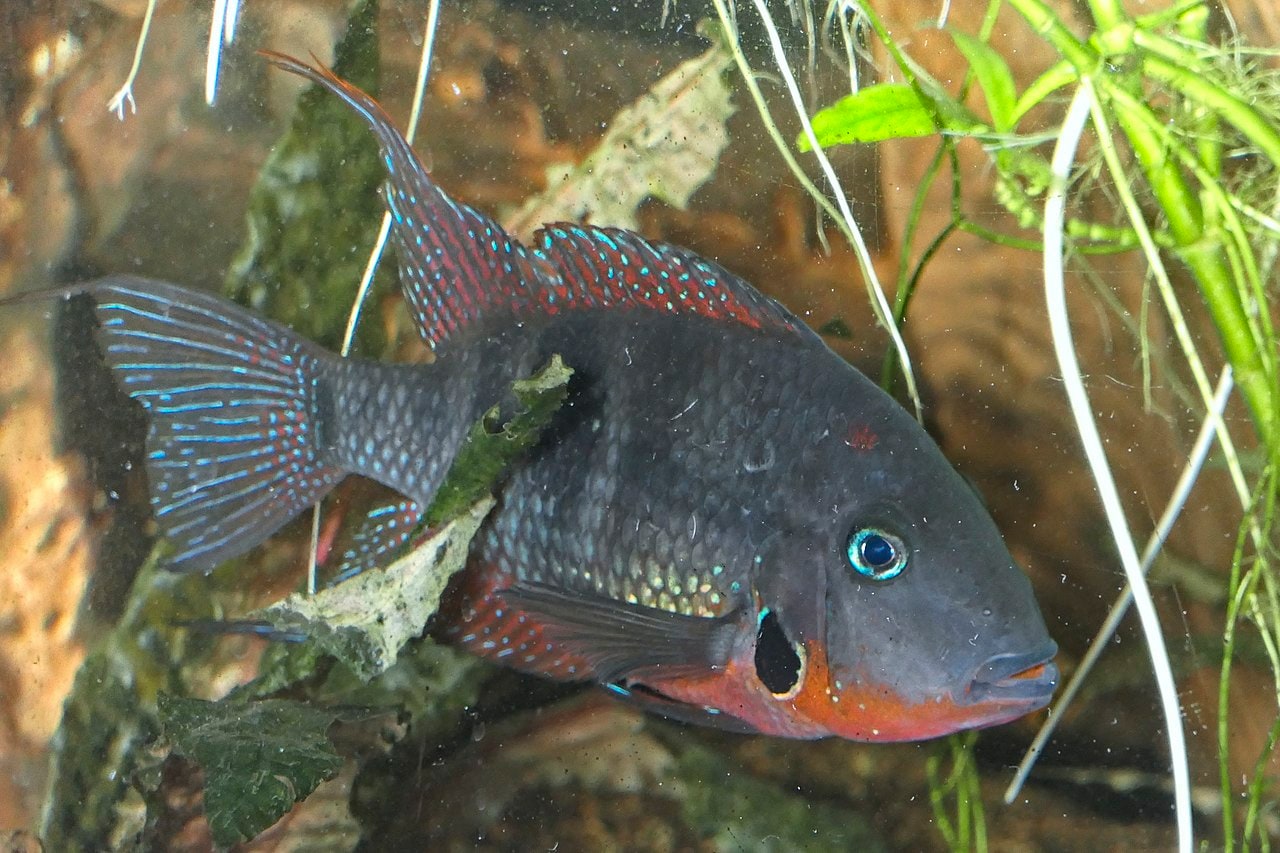 Firemouth Cichlid
