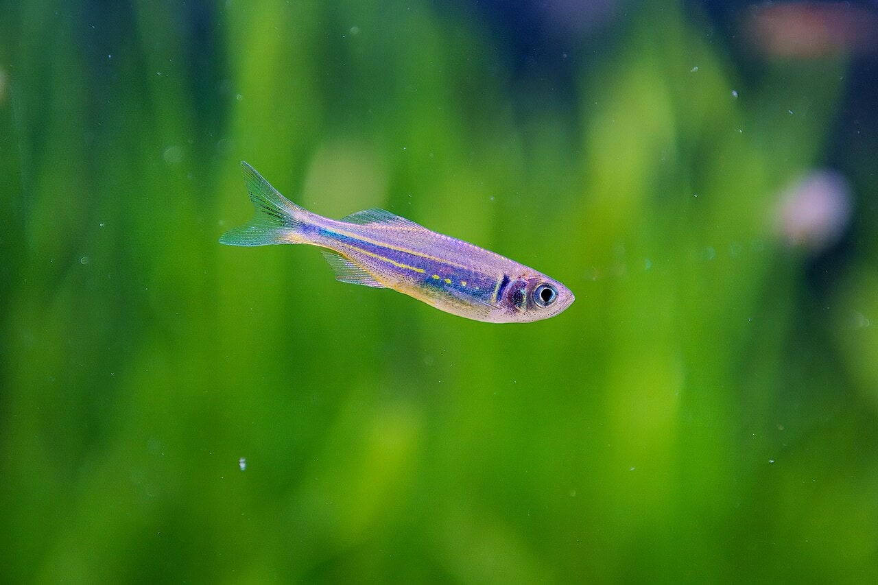 Giant danio
