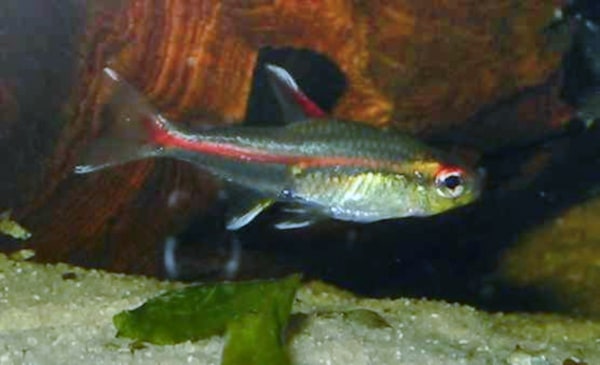 Glowlight Tetra
