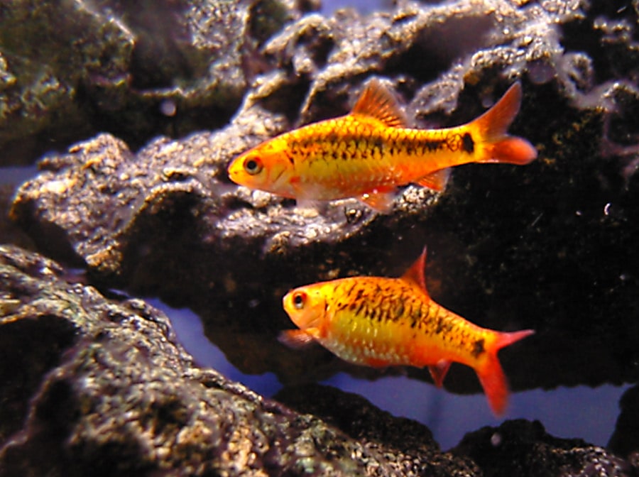 Gold / Chinese barb