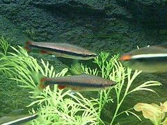 Golden / Beckford's pencilfish