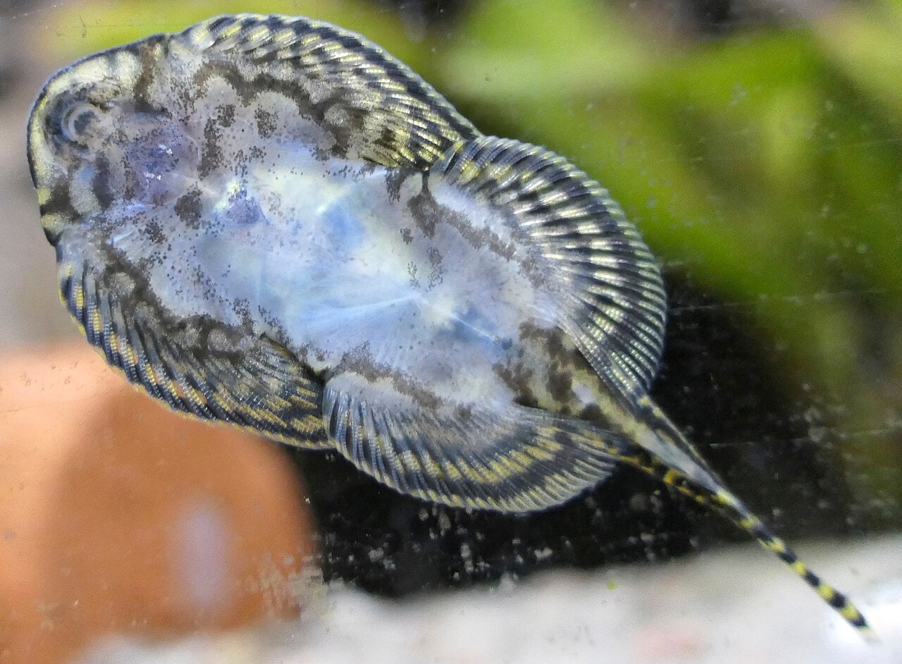Hillstream Loach