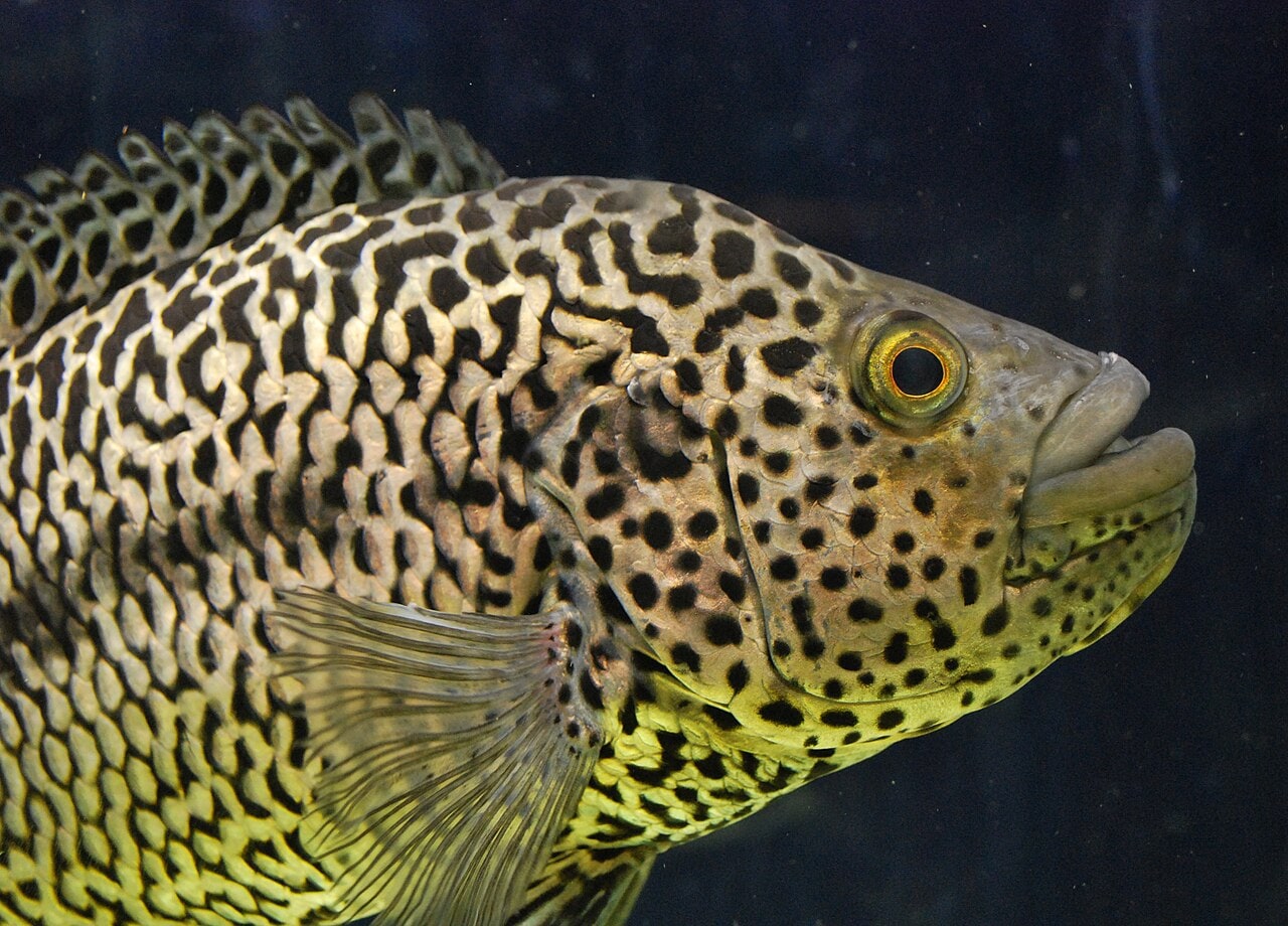 Jaguar cichlid