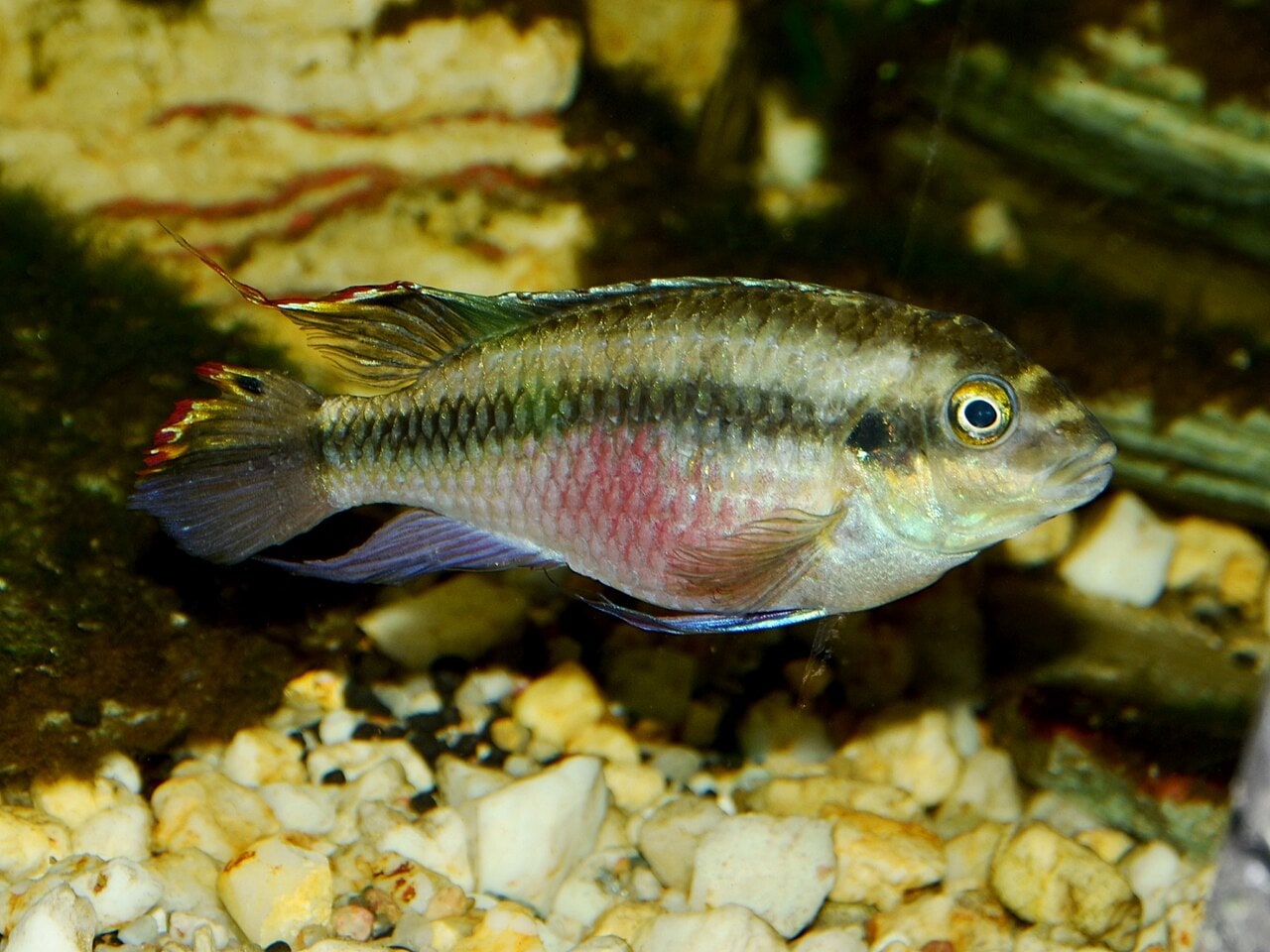 Kribensis