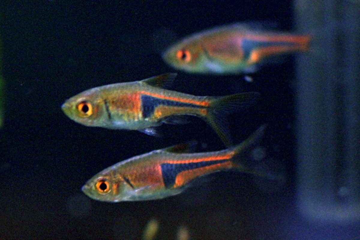 Lambchop / Espei rasbora