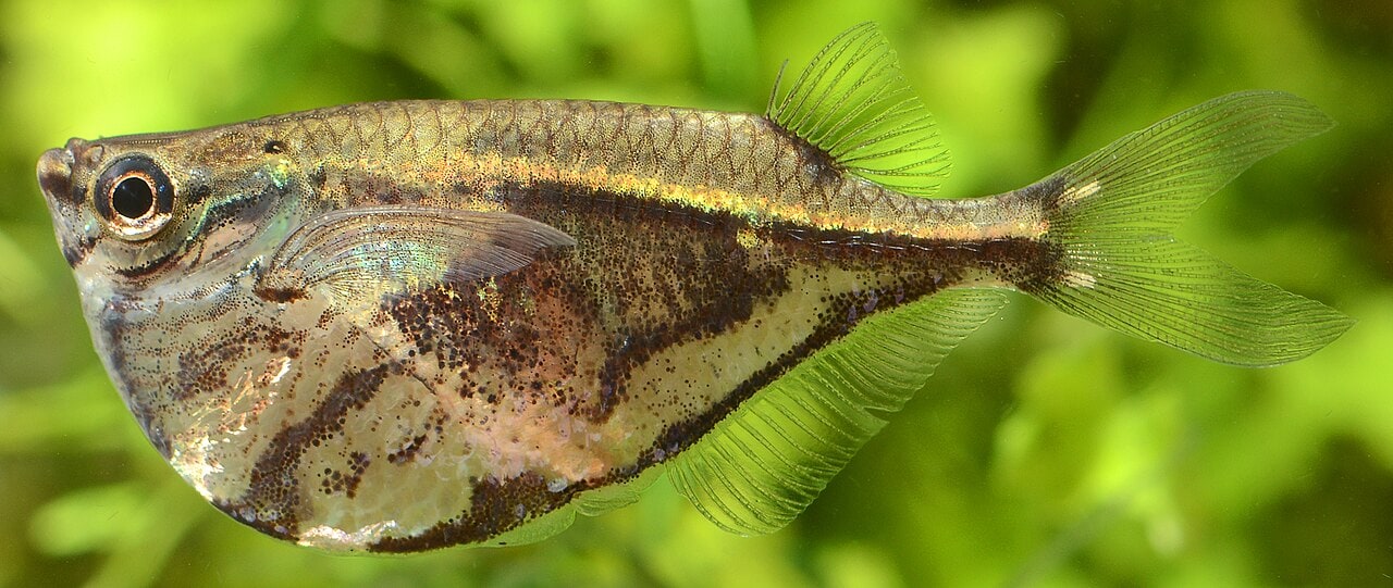 Marbled Hatchetfish