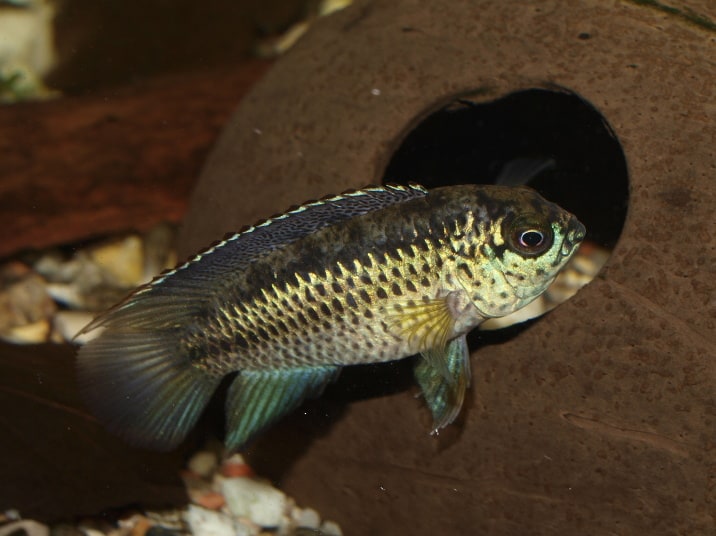 Golden dwarf cichlid (Nannacara)