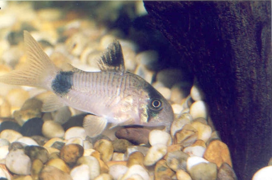 Panda Corydoras