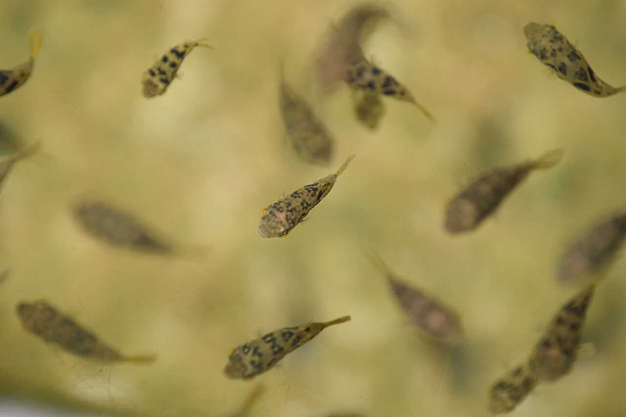 Pea Puffer