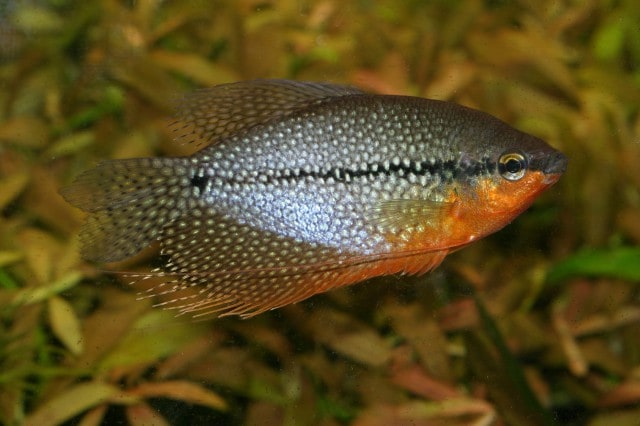 Pearl Gourami