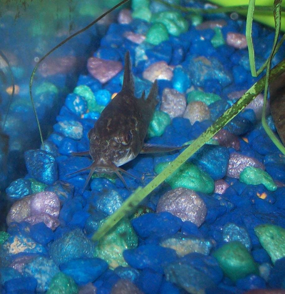 Peppered Corydoras