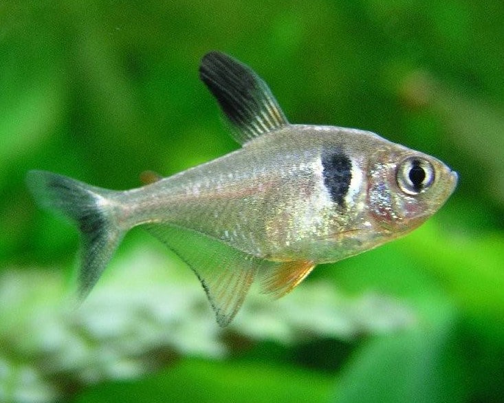 Black phantom tetra