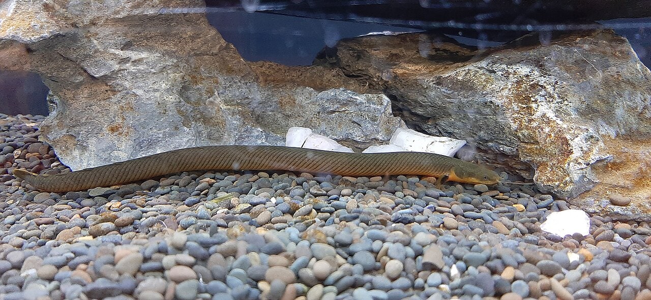 Ropefish / reed fish