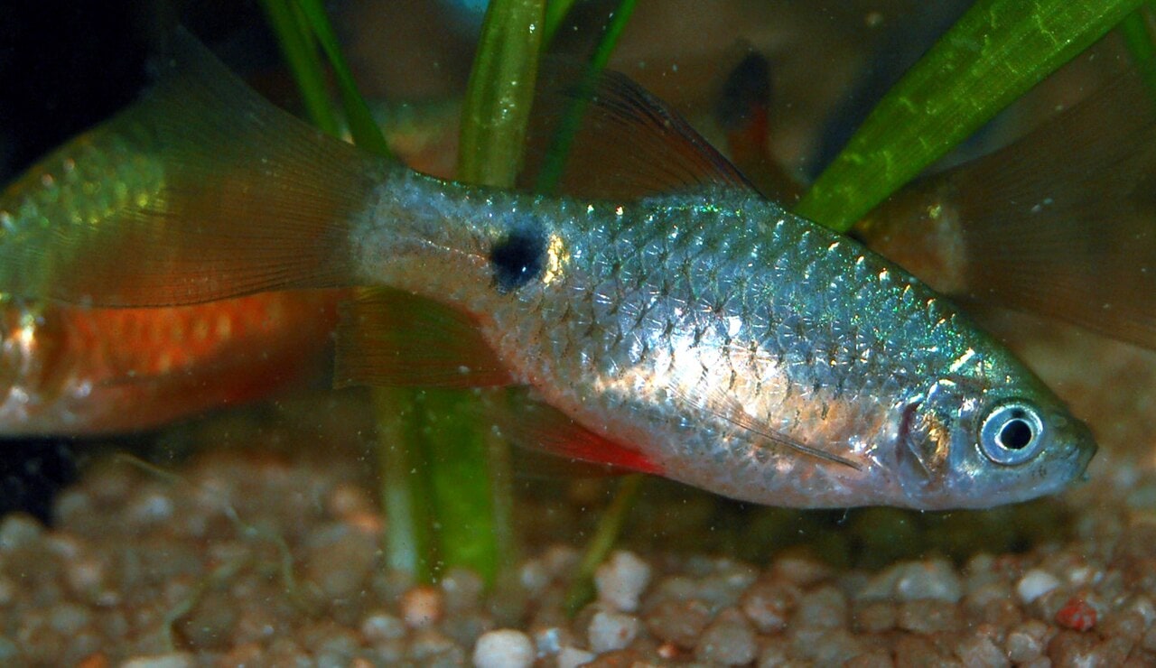 Rosy Barb