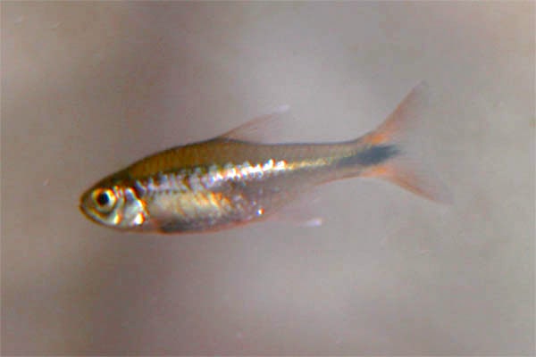 Silver Tip Tetra