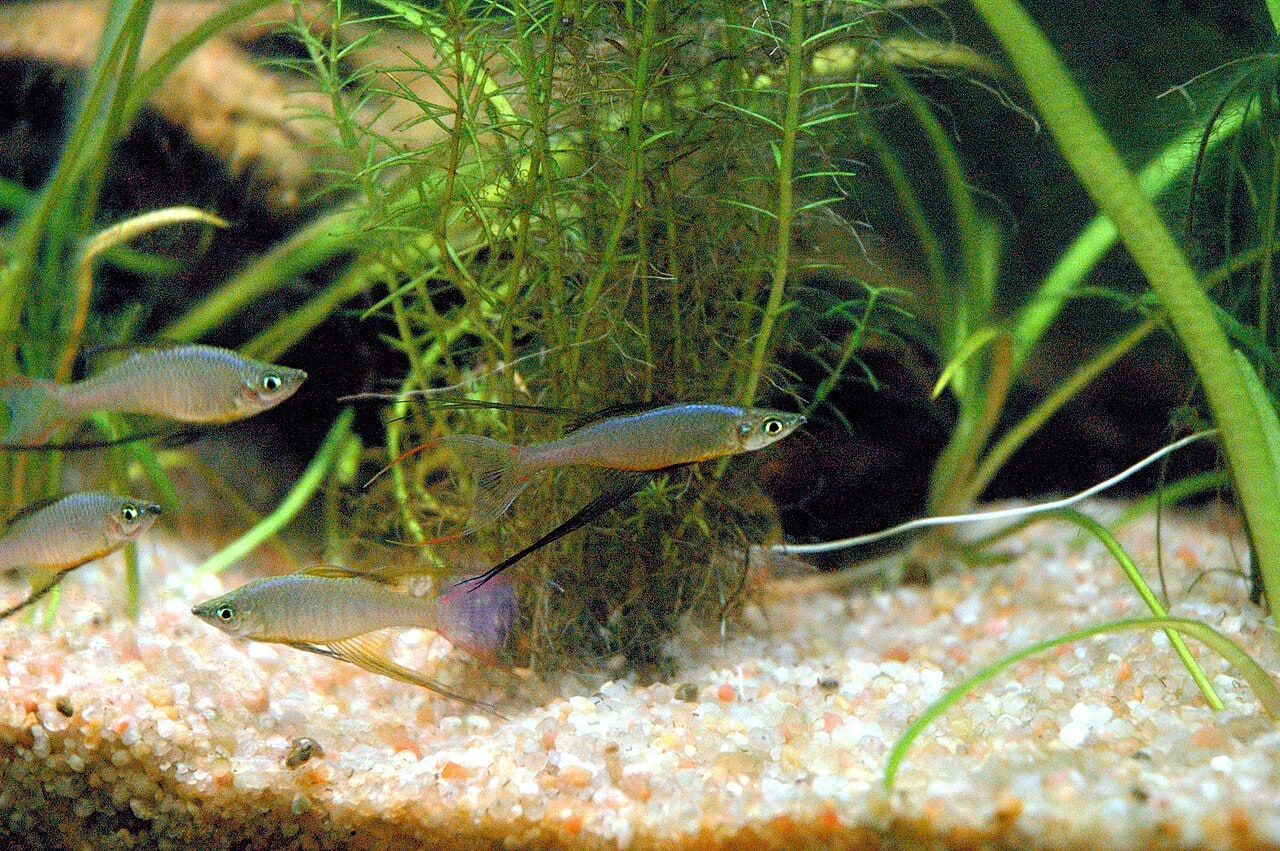 Threadfin rainbowfish