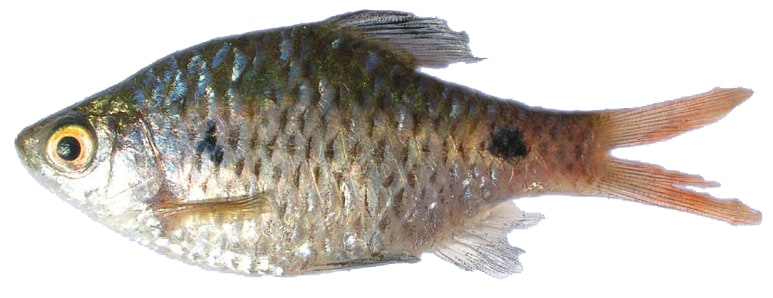Ticto / twospot barb