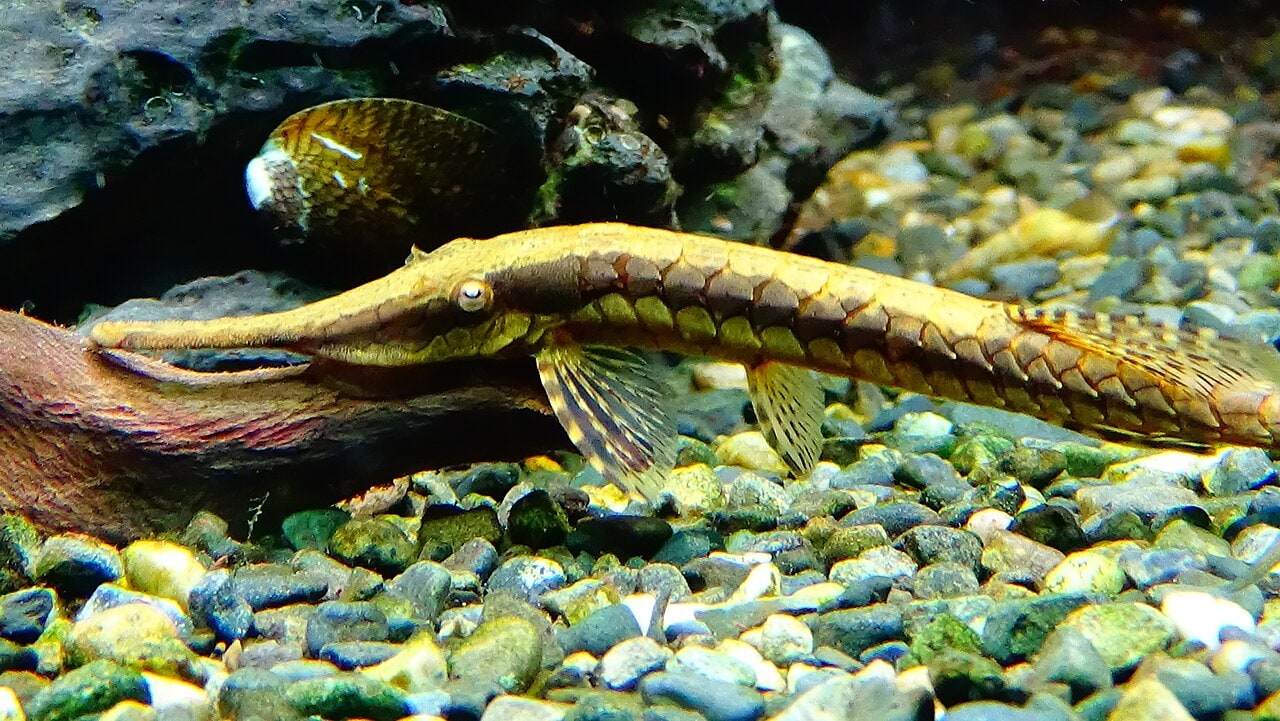Twig / whiptail catfish