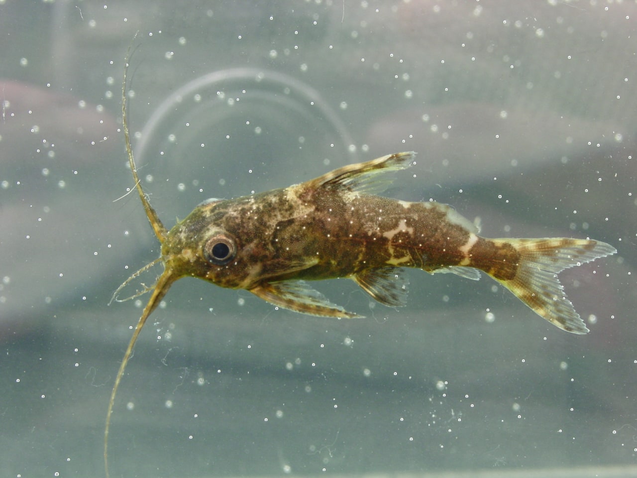 Upside-down Catfish