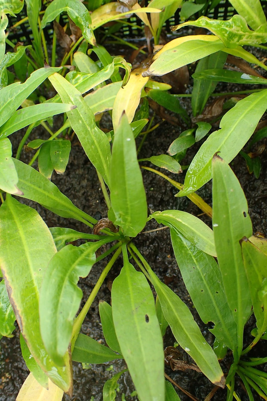 Amazon Sword — photograph (Wikimedia Commons; see site attributions)