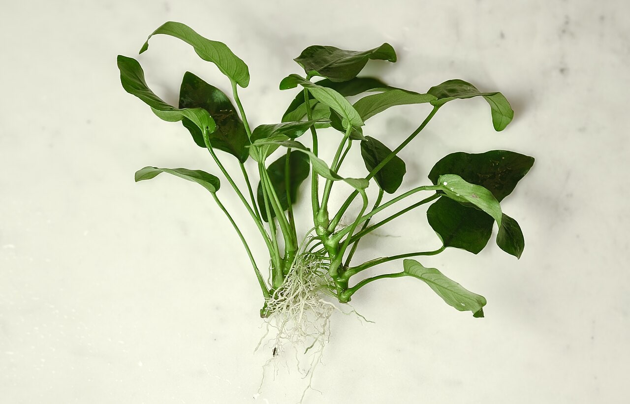 Anubias Nana — photograph (Wikimedia Commons; see site attributions)