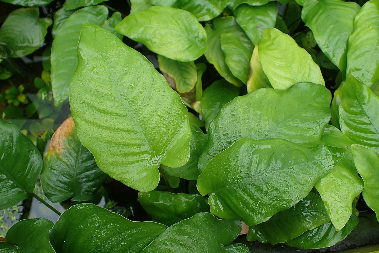Anubias — photograph (Wikimedia Commons; see site attributions)