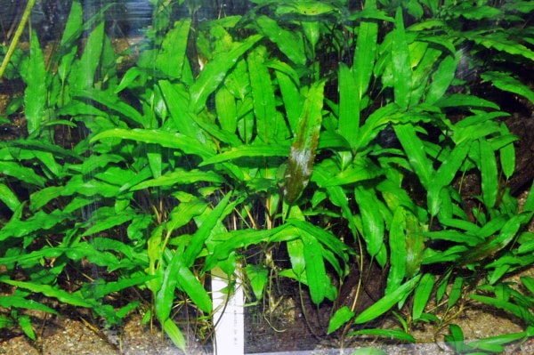 Cryptocoryne Wendtii — photograph (Wikimedia Commons; see site attributions)