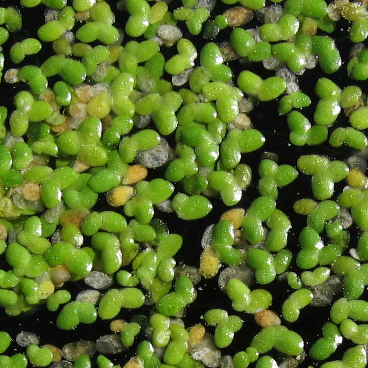 Duckweed — photograph (Wikimedia Commons; see site attributions)