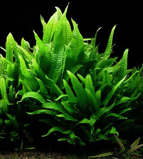 Java Fern — photograph (Wikimedia Commons; see site attributions)