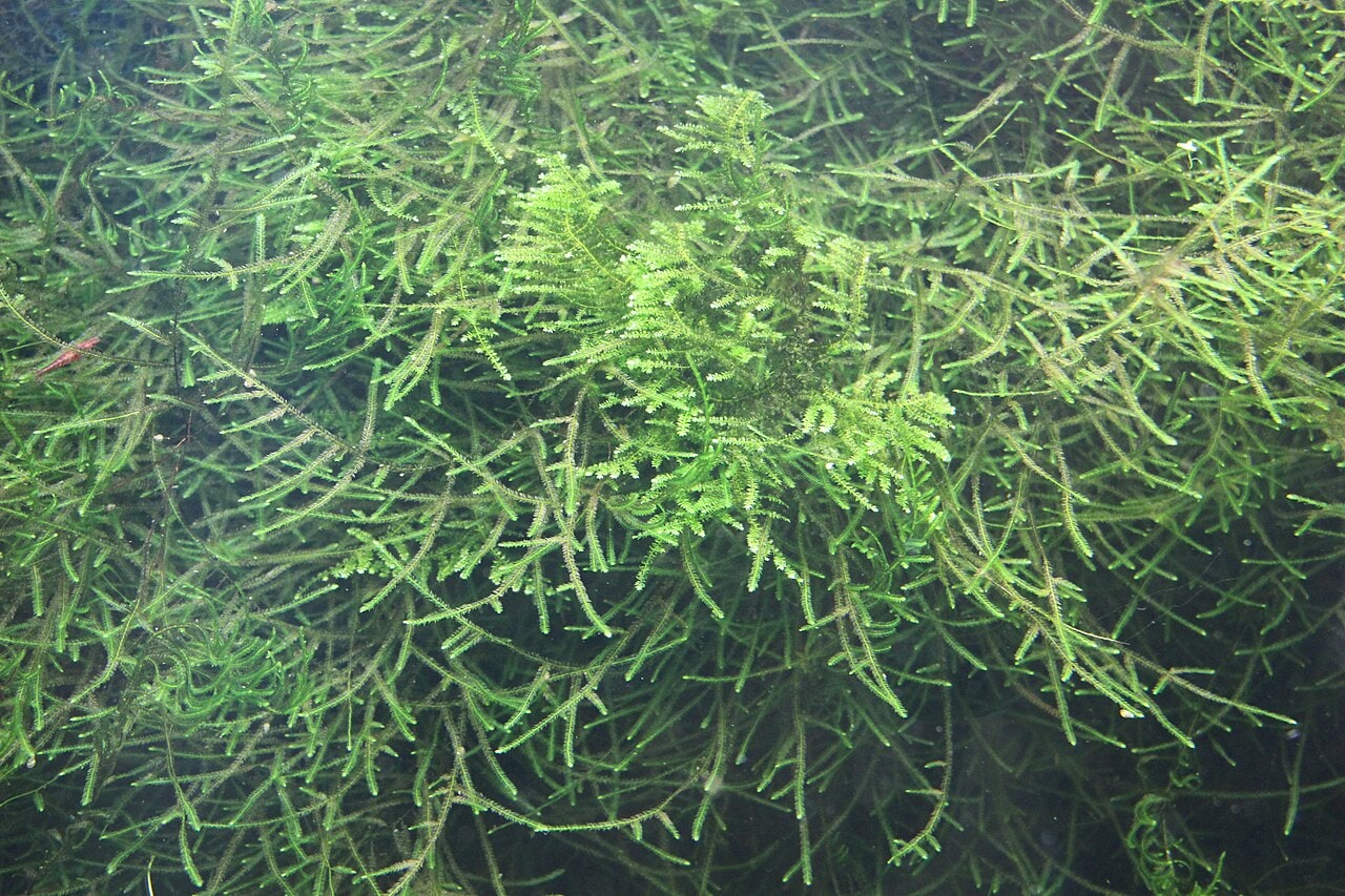 Java Moss — photograph (Wikimedia Commons; see site attributions)