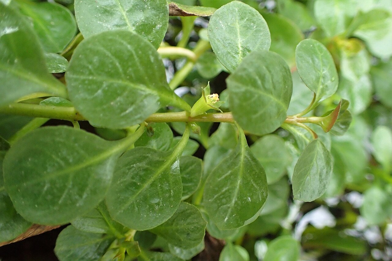 Ludwigia Repens — photograph (Wikimedia Commons; see site attributions)