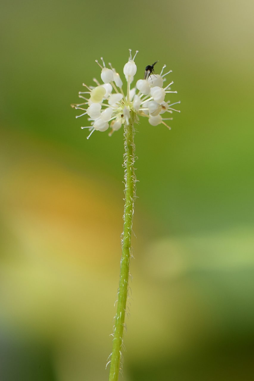 Brazilian Pennywort — photograph (Wikimedia Commons; see site attributions)
